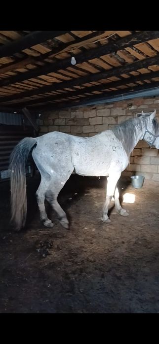 Продам айгыр, жеребец.