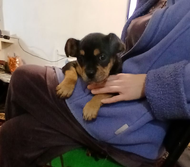 Продам щенка французский бульдога