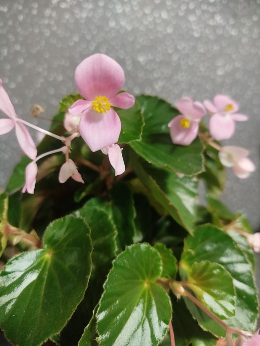 Бегония вечно цветущая