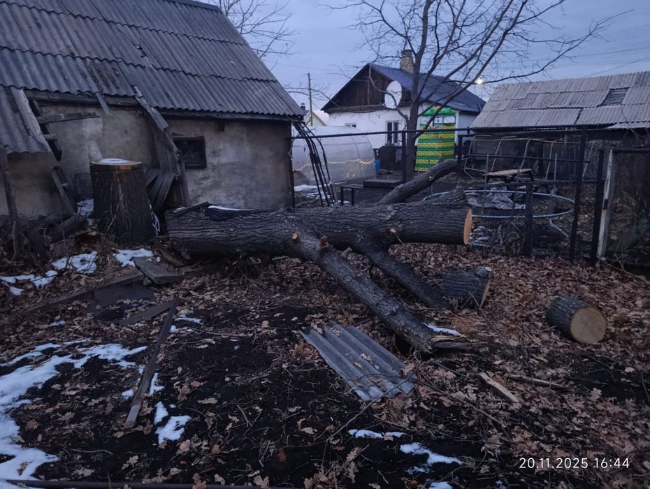 Древесина дуба..