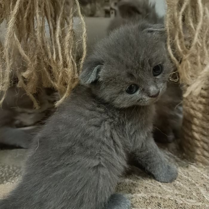 Продам котят шотландцы(бронь)