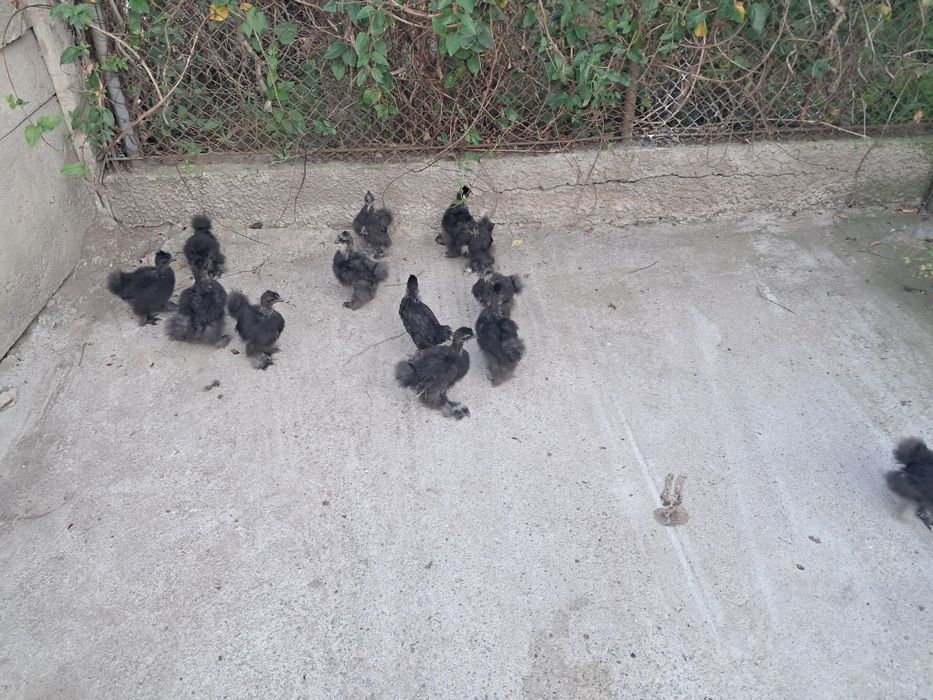 Pui de curcă de casă, pui  de găină mătase  japoneză  neagra