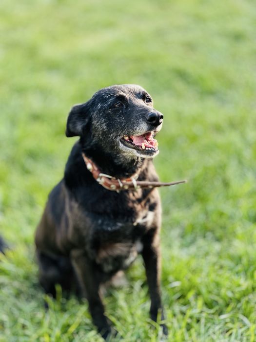 Добрая, ласковая собака ищет семью