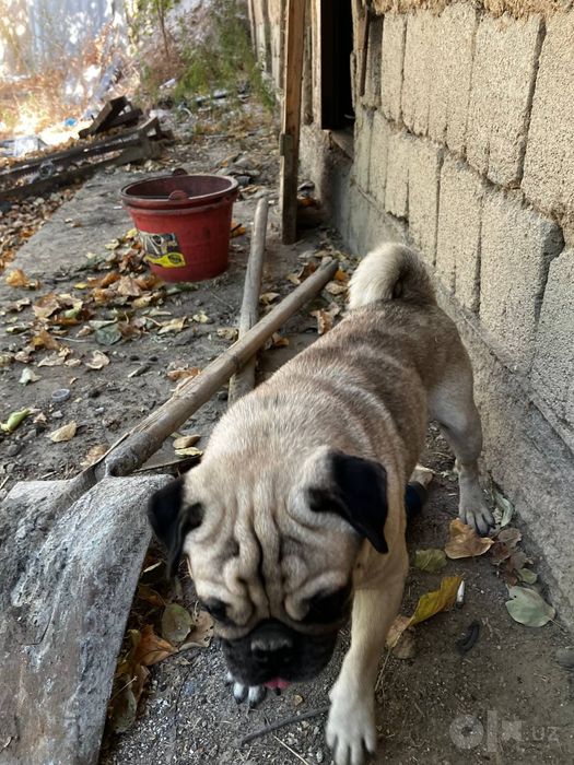 Mops собака дамашний