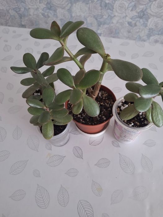 Продам денежное дерево
