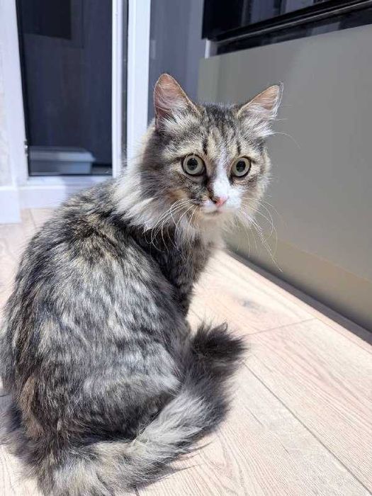 Ищем дом для очень милой кошечки