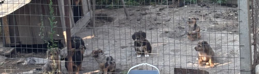 Caini spre adopție