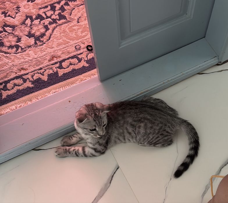 Отдам породистого котенка
