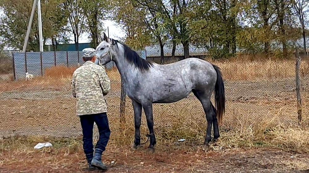 Көк Дауыл  , 3 жас