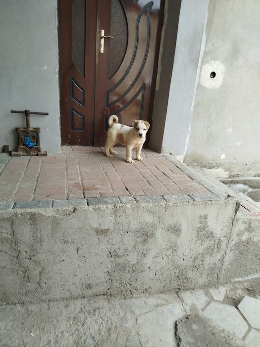 Buldozer alabay ikki oylik