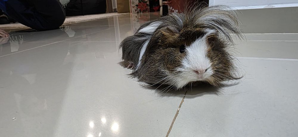 DONEZ Porcusor de Guineea