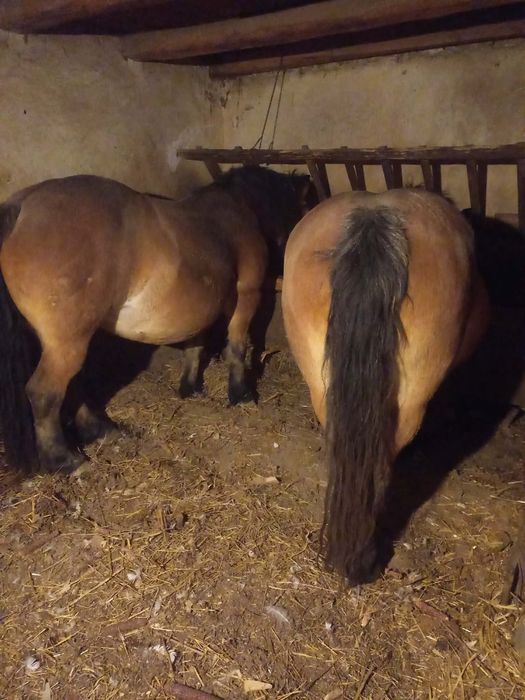 Vând doua iepe de 5 și 7 ani