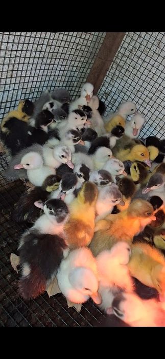 bobocei de rata  colorati