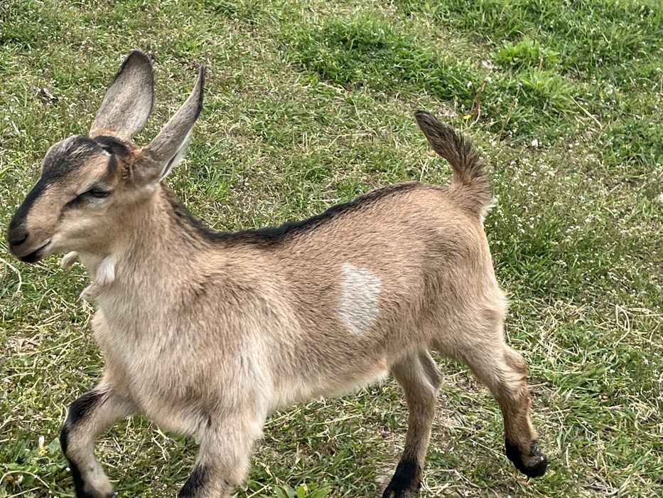 tapi metis cu varsta de doua luni