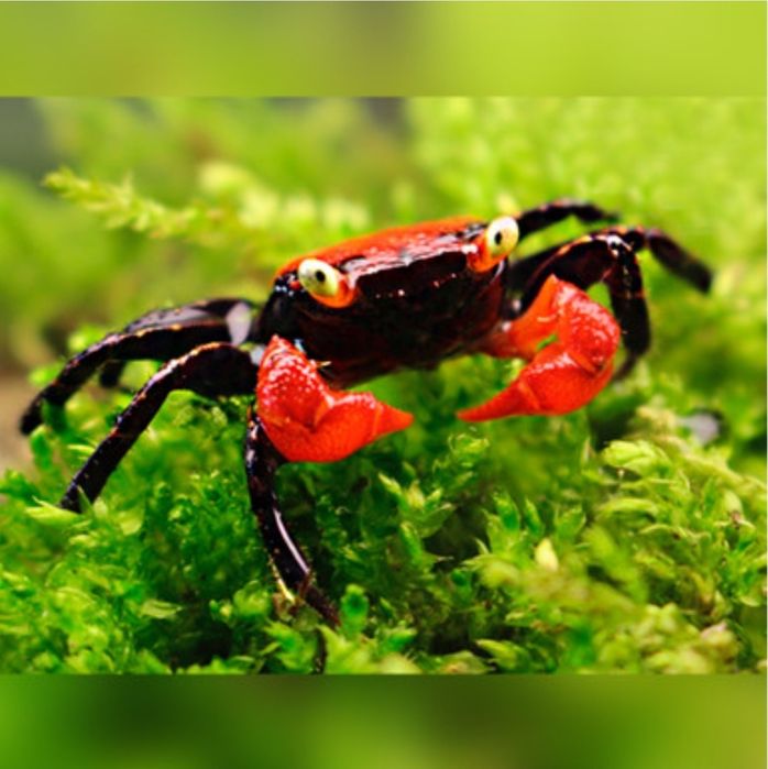 Vampire crab purple,red si orchid