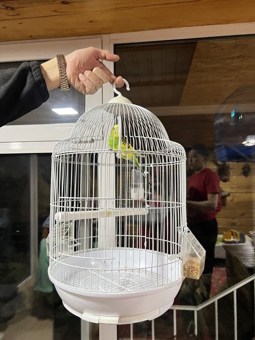 Продам волнистого попугая