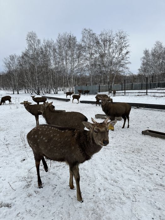 Продам мини погрузчик