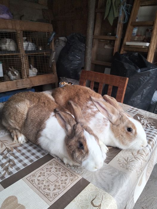 Iepuri hycole francez