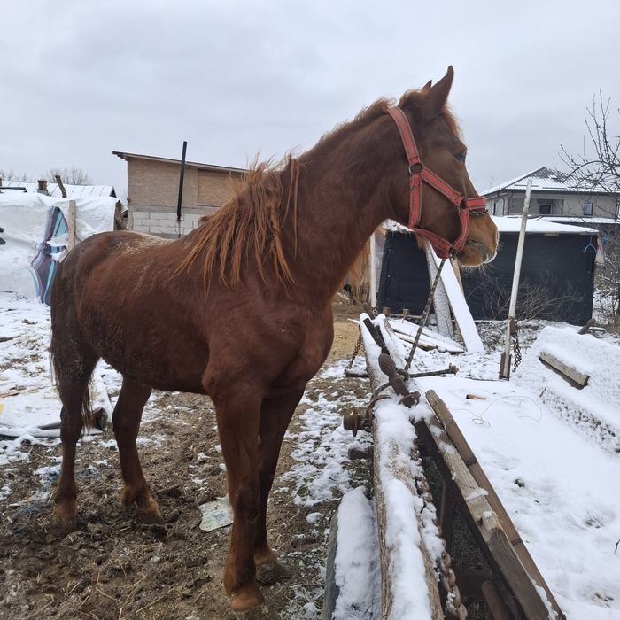 Vând iapa sau schimb