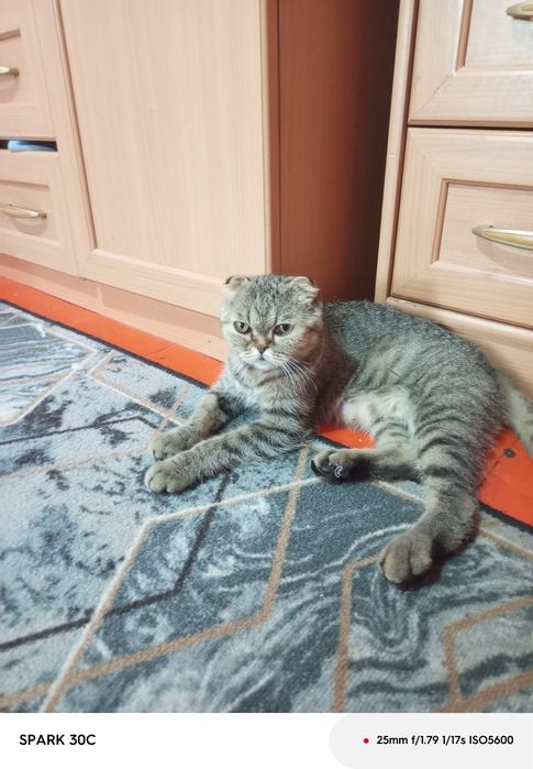 Шотландская кошка
