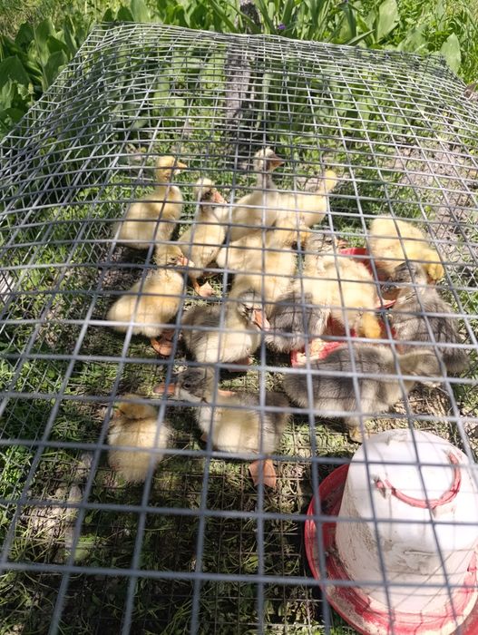 Продам домашних гусят