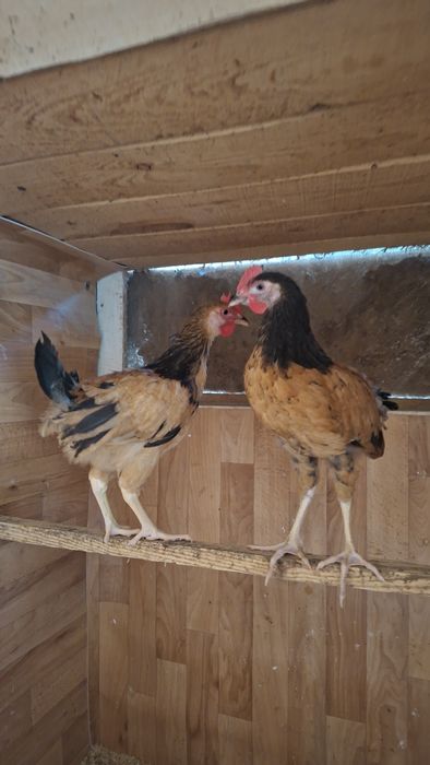 Продам кур несушек