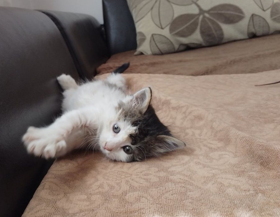 Подарявам женско котенце