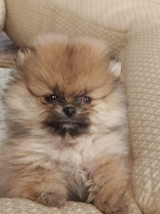 Шпиц померанский бронь щенков