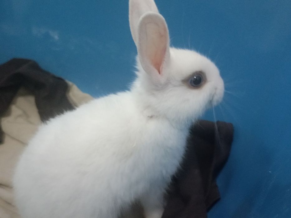 Отдам продам кролика