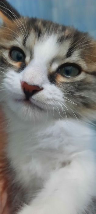 Отдам котенка -мышелова