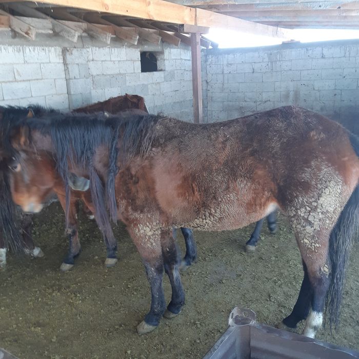 Жылқы 3-4 жасар айғыр и байтал