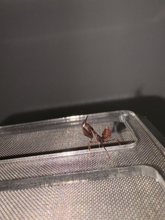 Nimfa 1 cm Insecta exotica calugarita fantoma rarã ( terariu / hrana ) o experienta de conectare cu natura La cerere avem si alte specii