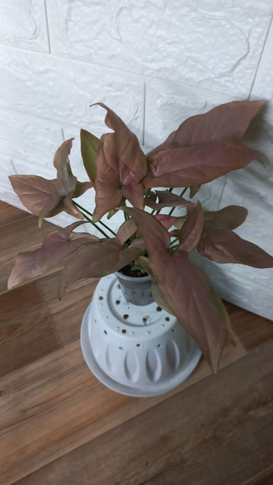 Сингониум/Аглонема/Хлорофитум