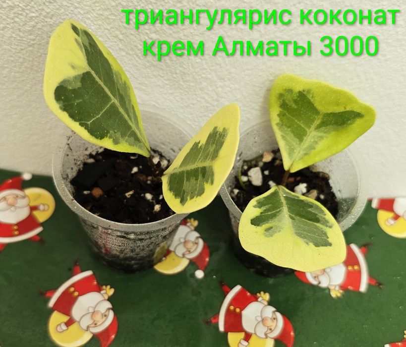 Фикусы разные, прекрасные