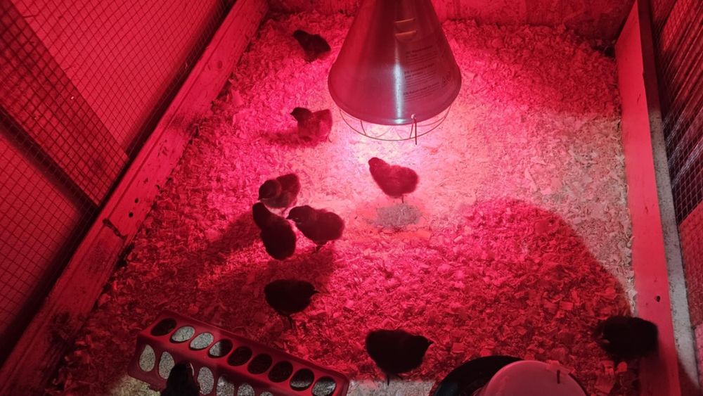 Vând pui de gaina ouatoare