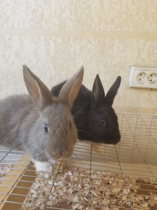 Karlik quyonlar sotiladi chiroyli damashni