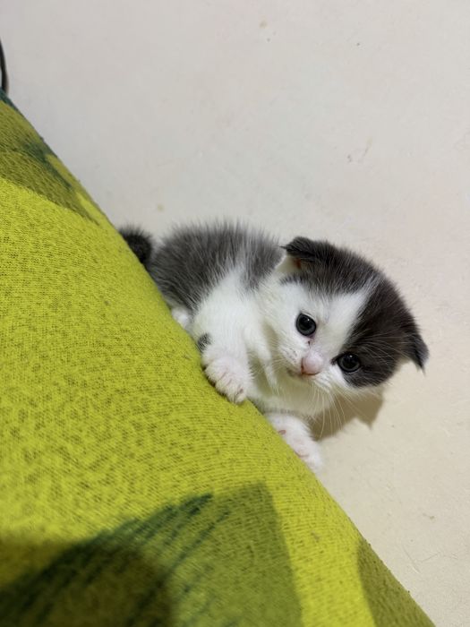 Кошка веслаухи продается