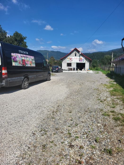 Vând bulbi de crini,lalele zambile narcise,bujori