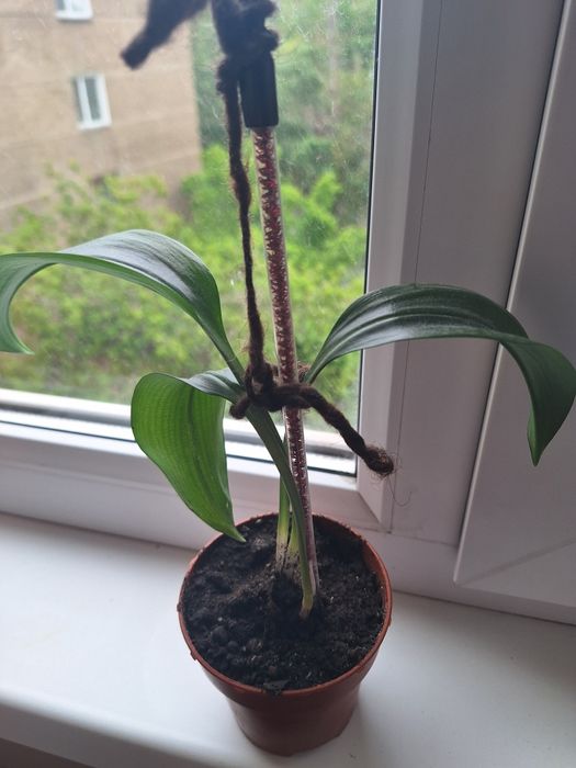 Продам цветы разные.