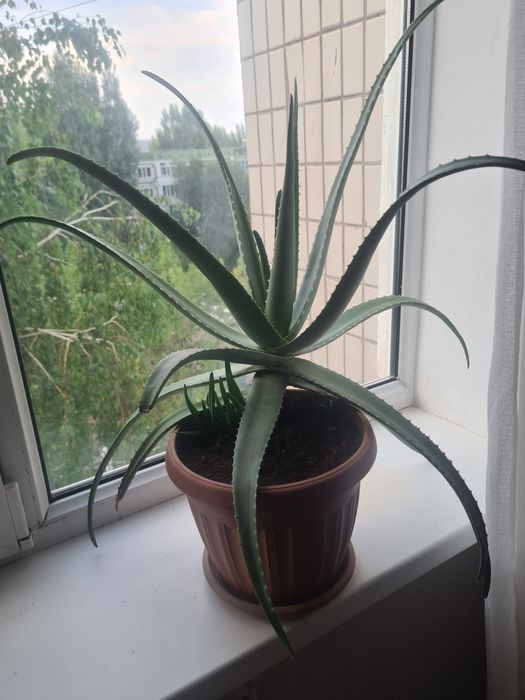 Алое лечебный цветок