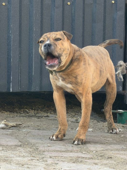 Собака питбуль 3ай