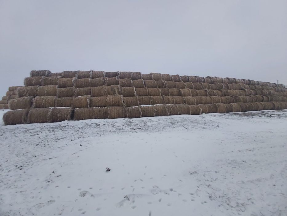 Продам сено в полтных рулонах