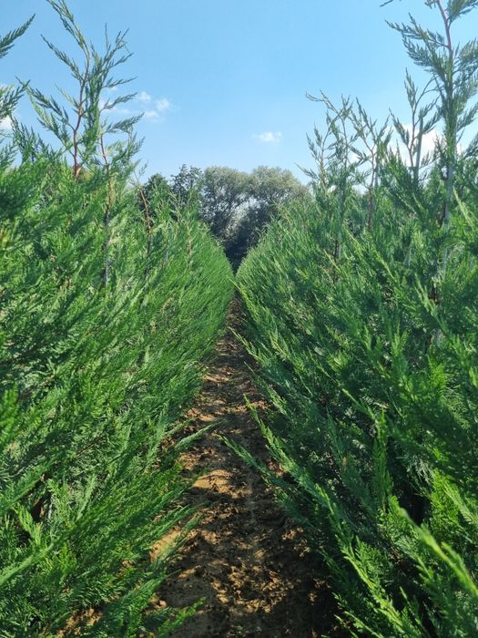 Chiparos Leyland altoit