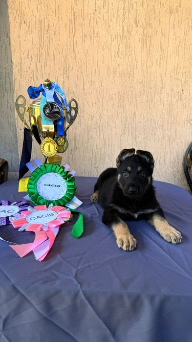 Щенки Восточно Европейской Овчарки