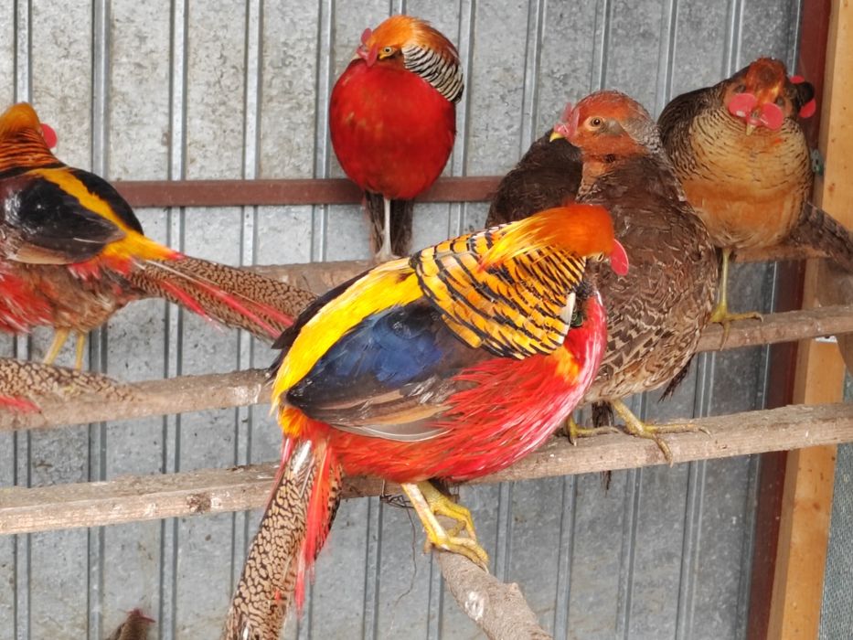 Fazani aurii pe roșu