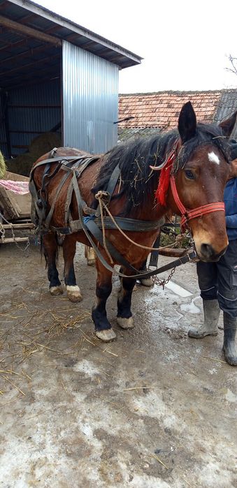 Vând caii 6mii de euro