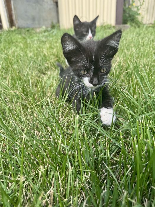 Котята мальчик и девочка