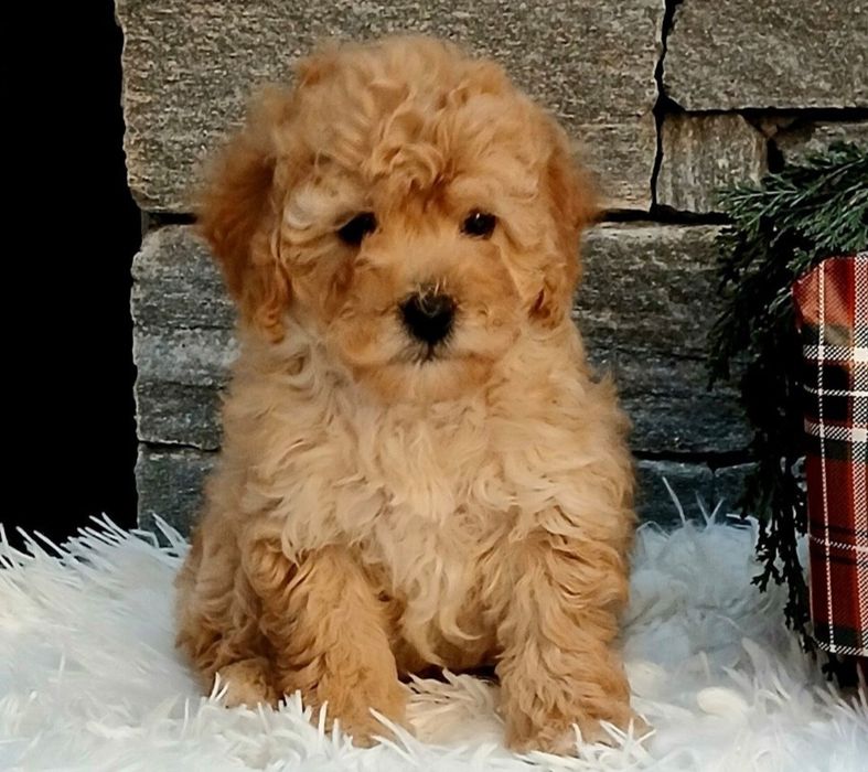 Мини пудел мъжки