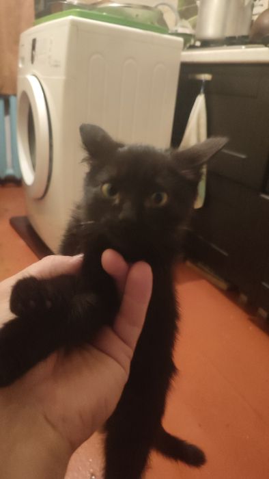 Отдам котенка в добрые руки