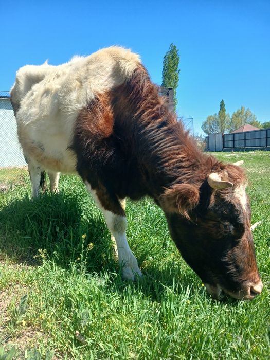 Сатылады бағасы 650000